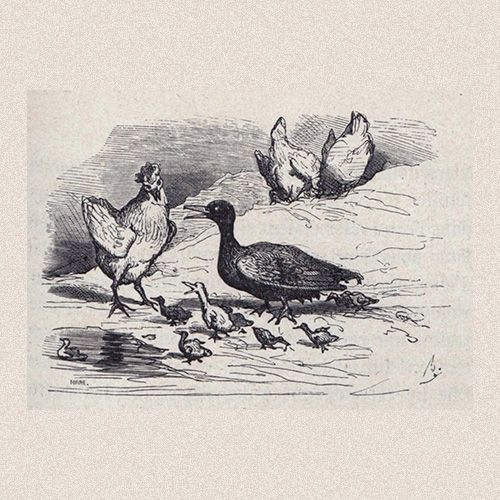 Una ilustración en blanco y negro de estilo clásico que muestra a un pato negro rodeado de patitos, junto a una gallina, con otras gallinas al fondo en un paisaje rural.