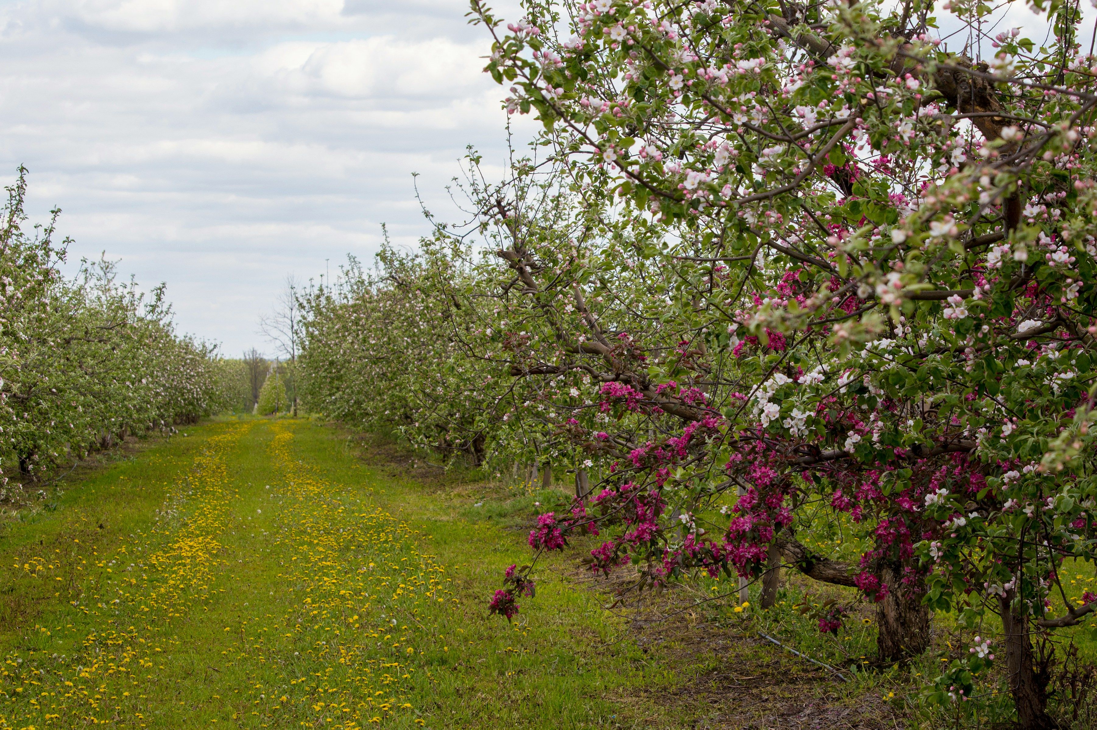 Hileras de manzanos en flor en primavera