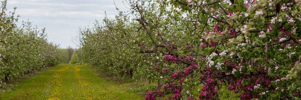 Hileras de manzanos en flor en primavera