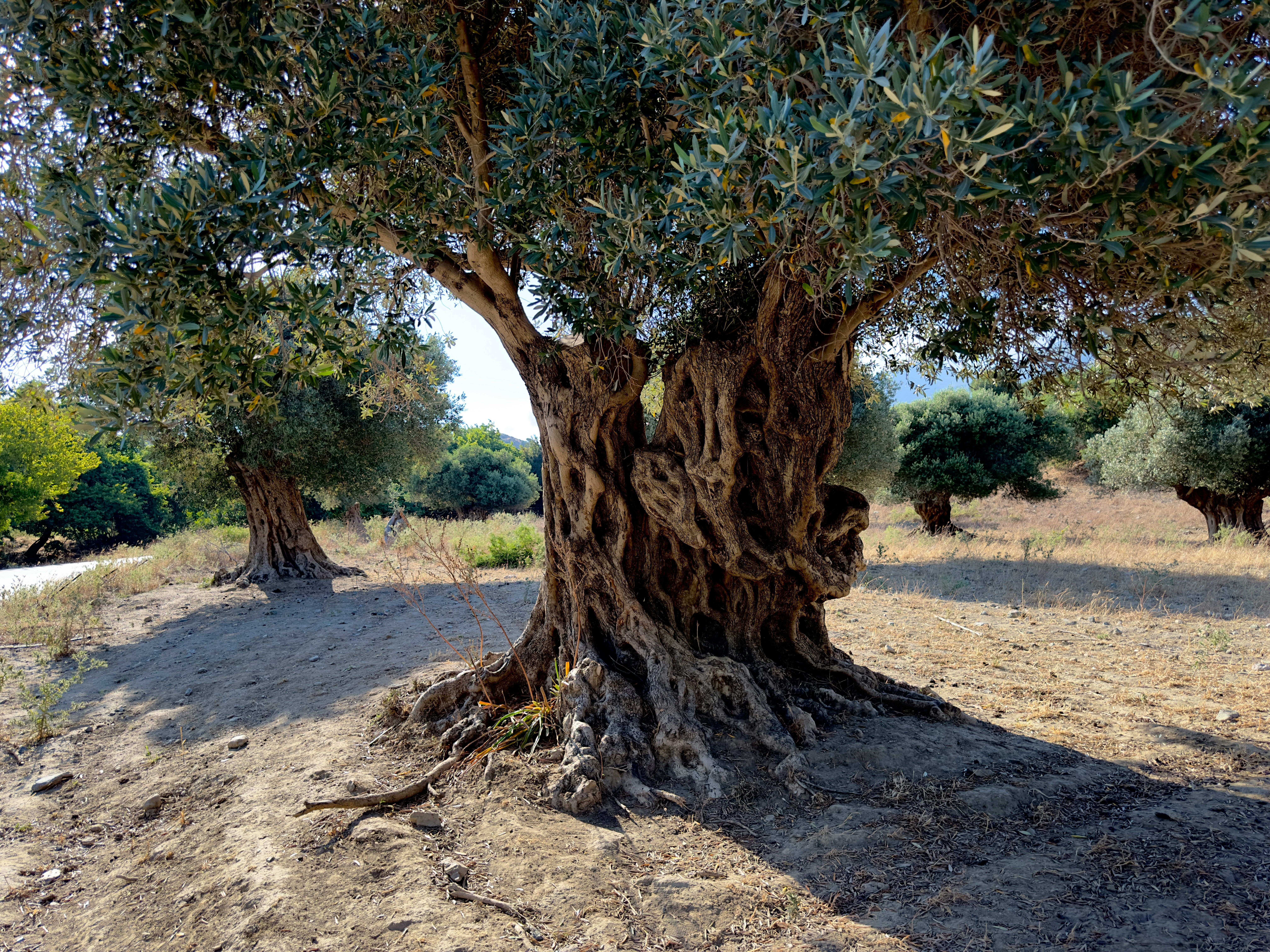 Olivos centenarios sobre tierra seca, típicos de las comarcas de Lleida