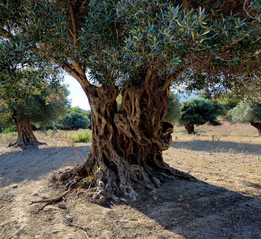 Olivos centenarios sobre tierra seca, típicos de las comarcas de Lleida