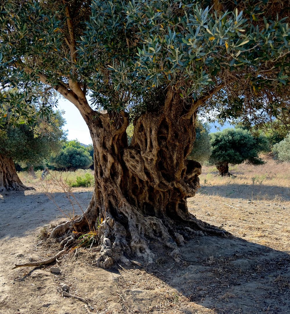 Olivos centenarios sobre tierra seca, típicos de las comarcas de Lleida