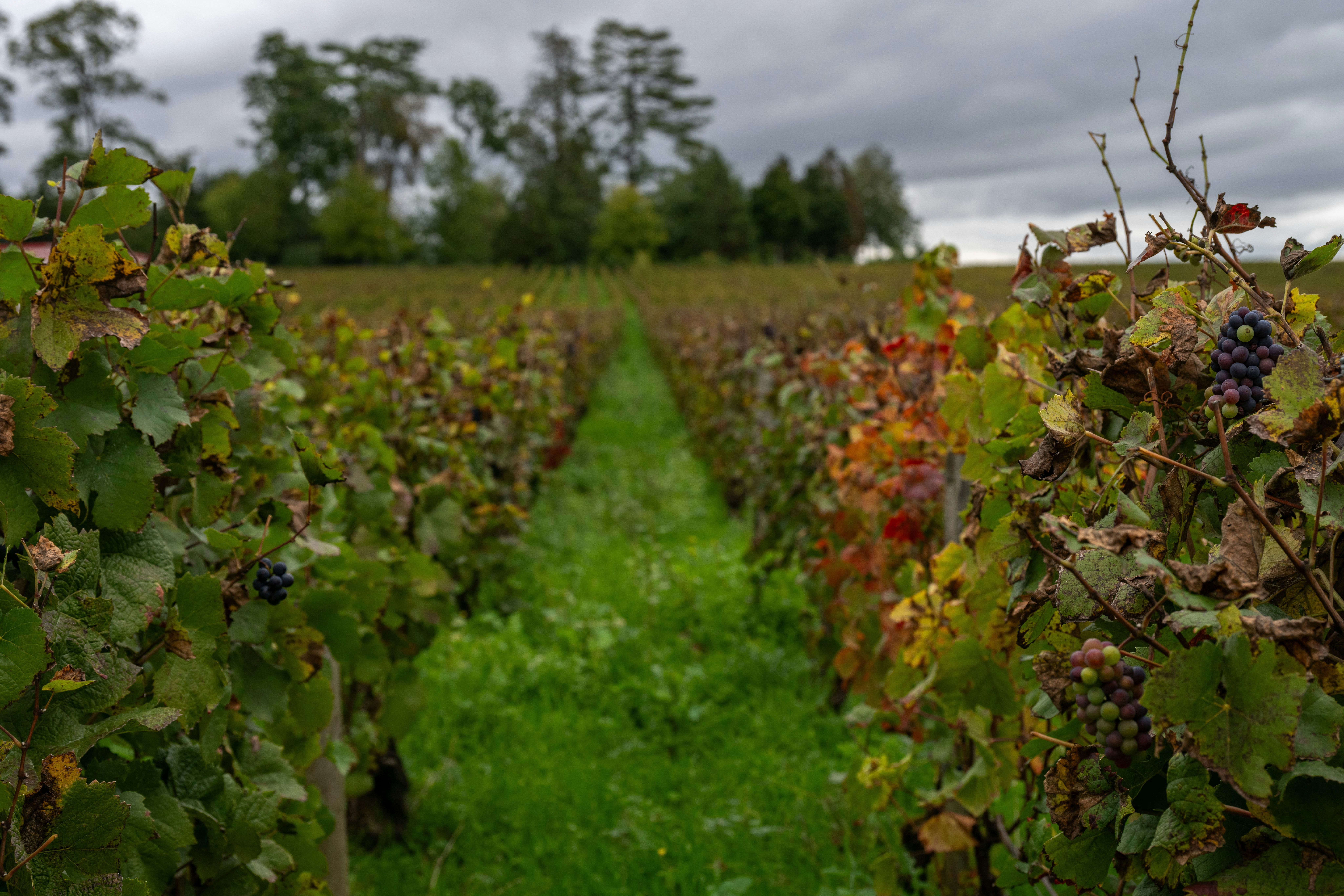 Viñedo en otoño con racimos de uva entre las hojas