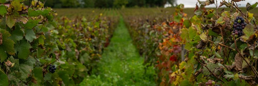 Viñedo en otoño con racimos de uva entre las hojas