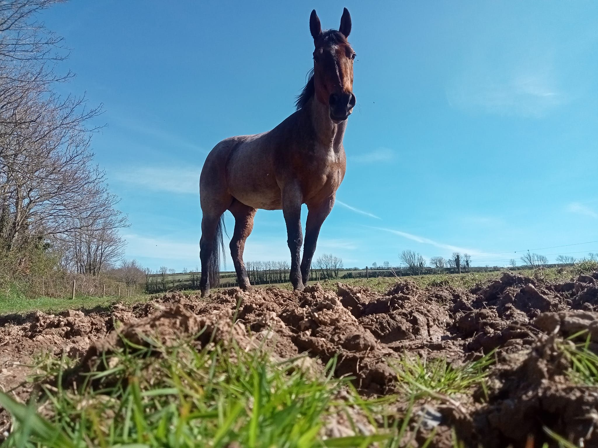 Horse at Pendavey Farm