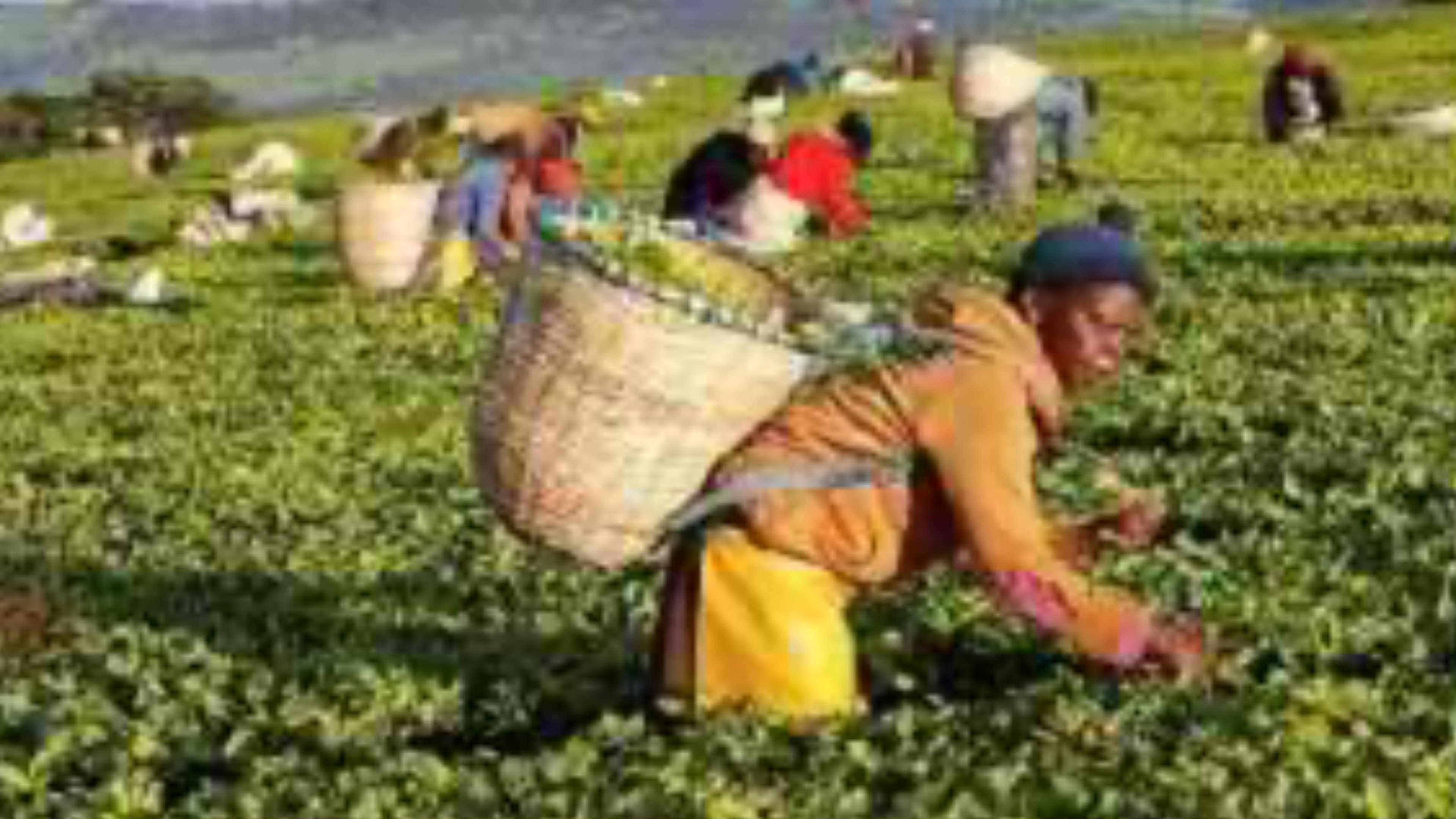 Land Dispute In Nandi County Exposes Deepening Rift in Kenya’s Tea Industry