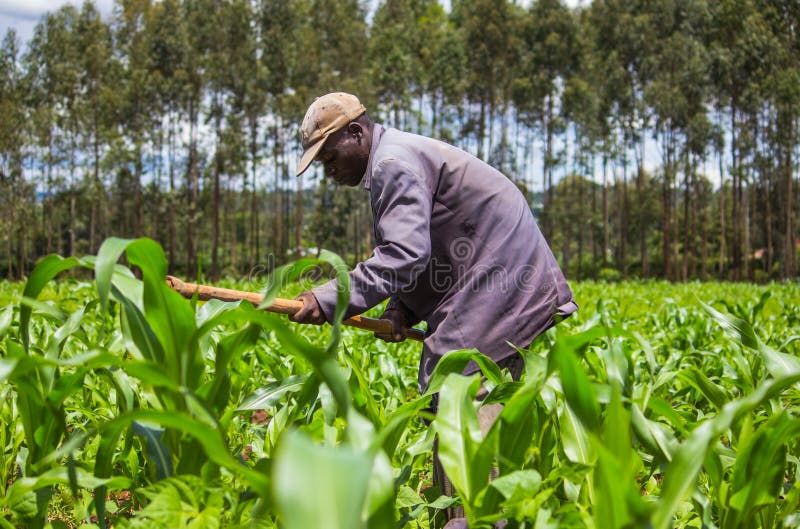 A farmer weeds his maize field: President Ruto has announced farm inputs subsidy including maize seeds and fertilizer 