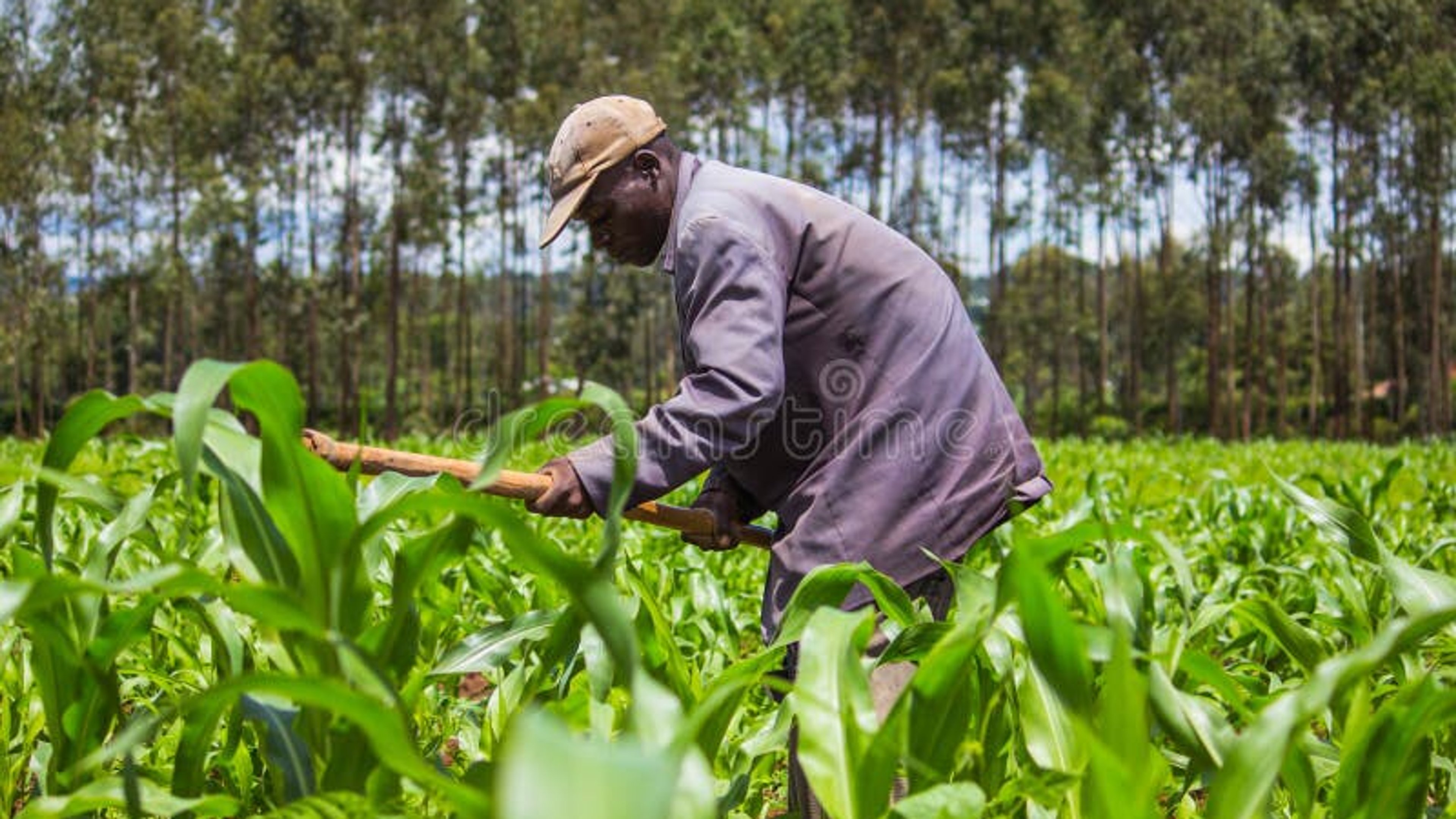 A farmer weeds his maize field: President Ruto has announced farm inputs subsidy including maize seeds and fertilizer