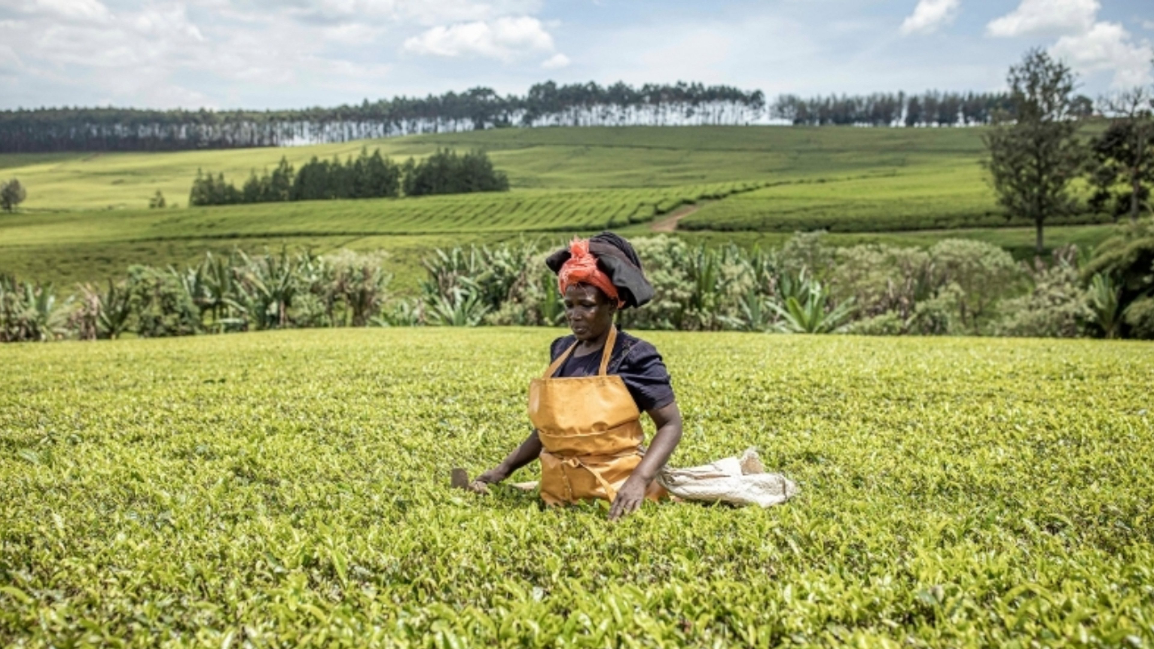 Sasini PLC Reports Sh113 Million Half-Year Loss Amid Currency and Market Pressures