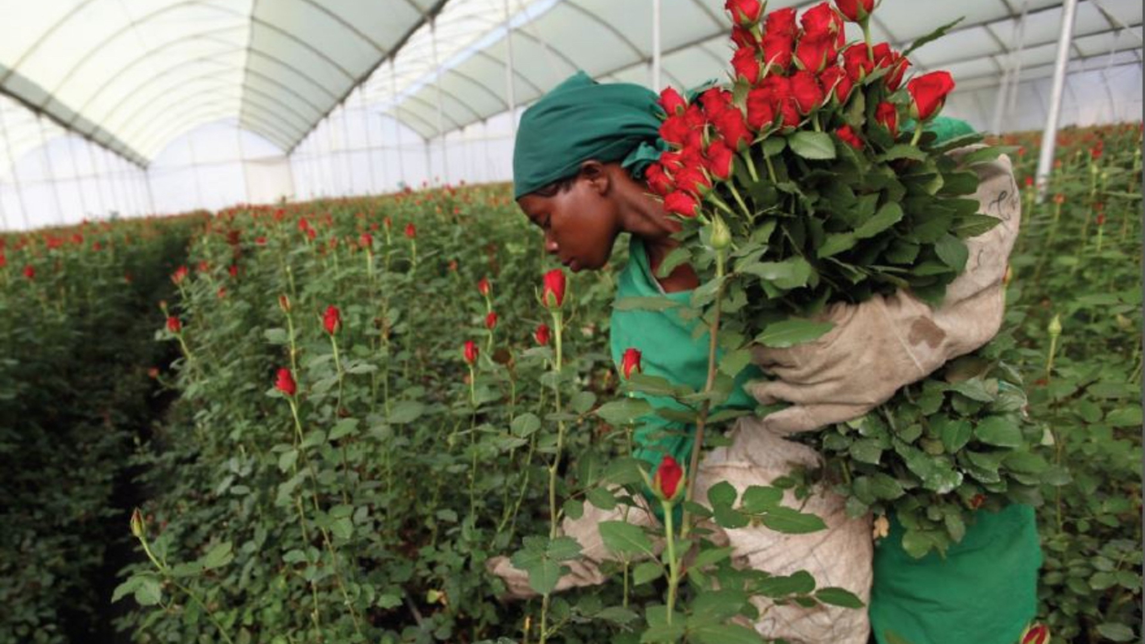 Thorns in the Roses: Kenya’s cut flowers market blossoms but there are serious emerging challenges