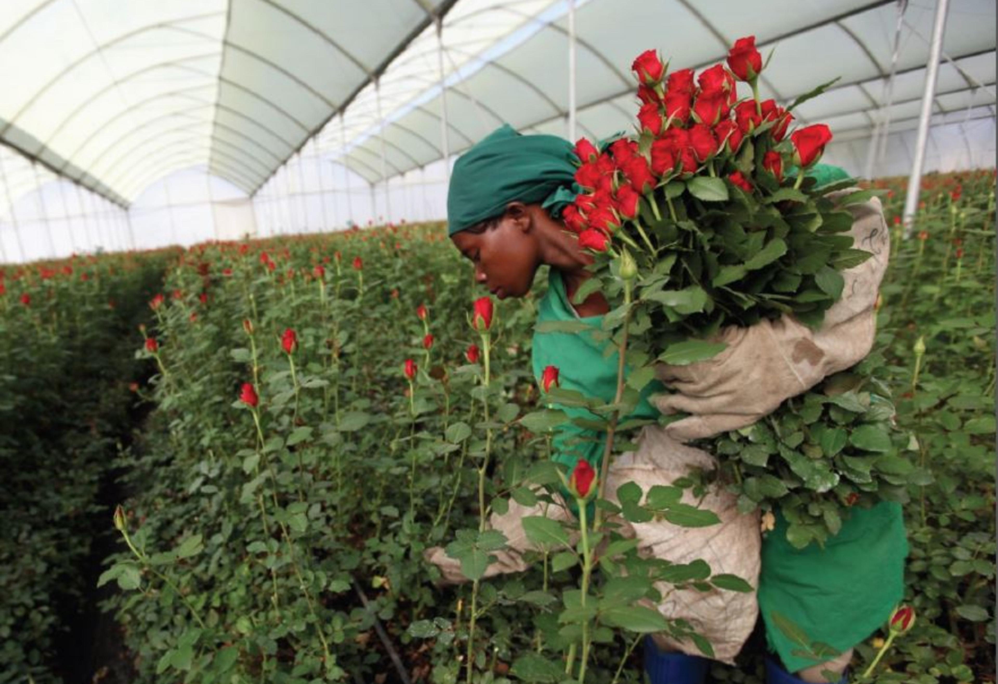 Thorns in the Roses: Kenya’s cut flowers market blossoms but there are serious emerging challenges