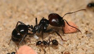 Belgian Teenagers Caught Smuggling 5,000 Queen Ants in Kenya, Exposing New Wildlife Trafficking Trend