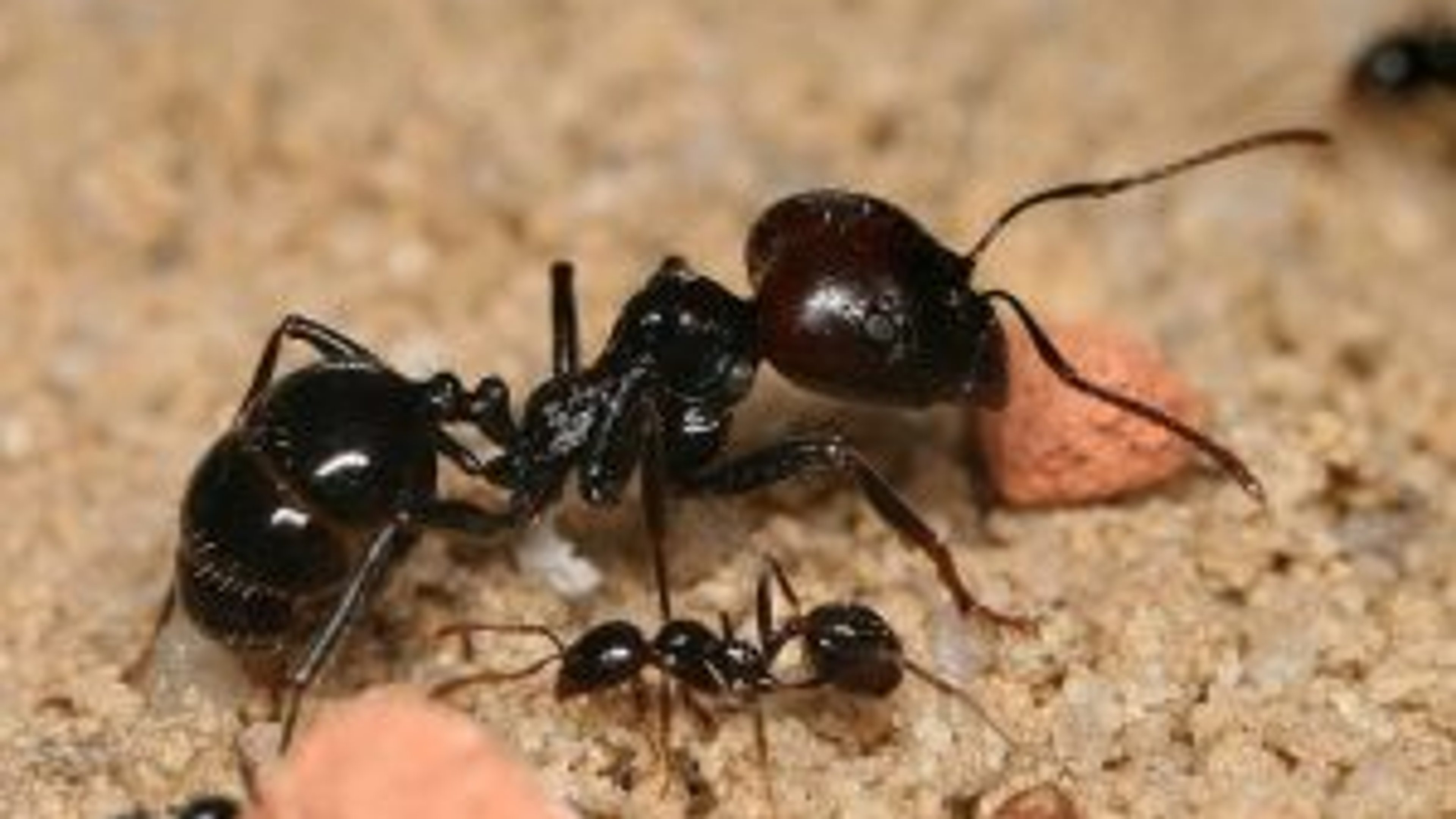 Belgian Teenagers Caught Smuggling 5,000 Queen Ants in Kenya, Exposing New Wildlife Trafficking Trend