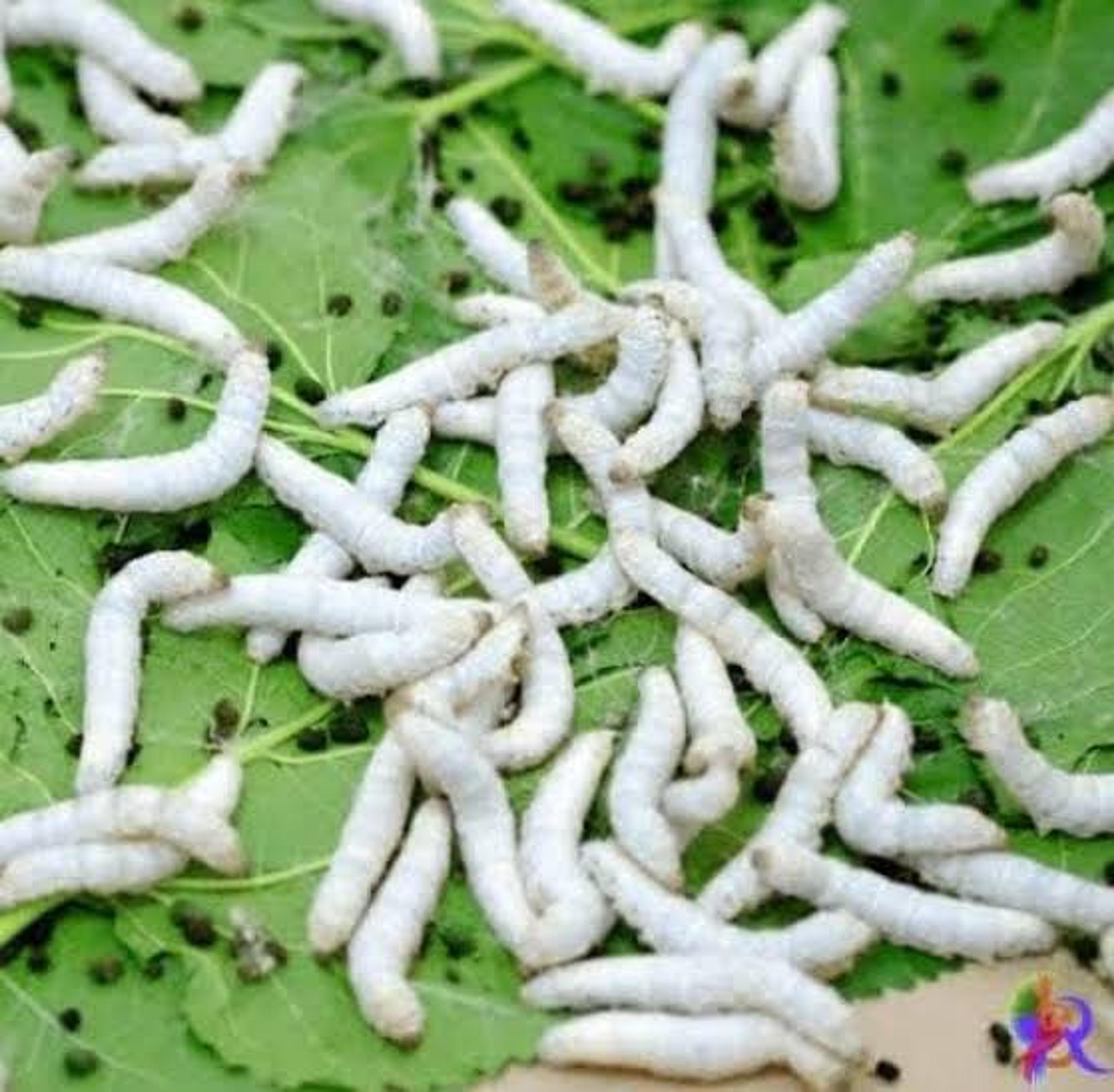 Why silk worm farming, hailed for quick profits, drastically lost its’ shine in Kenya