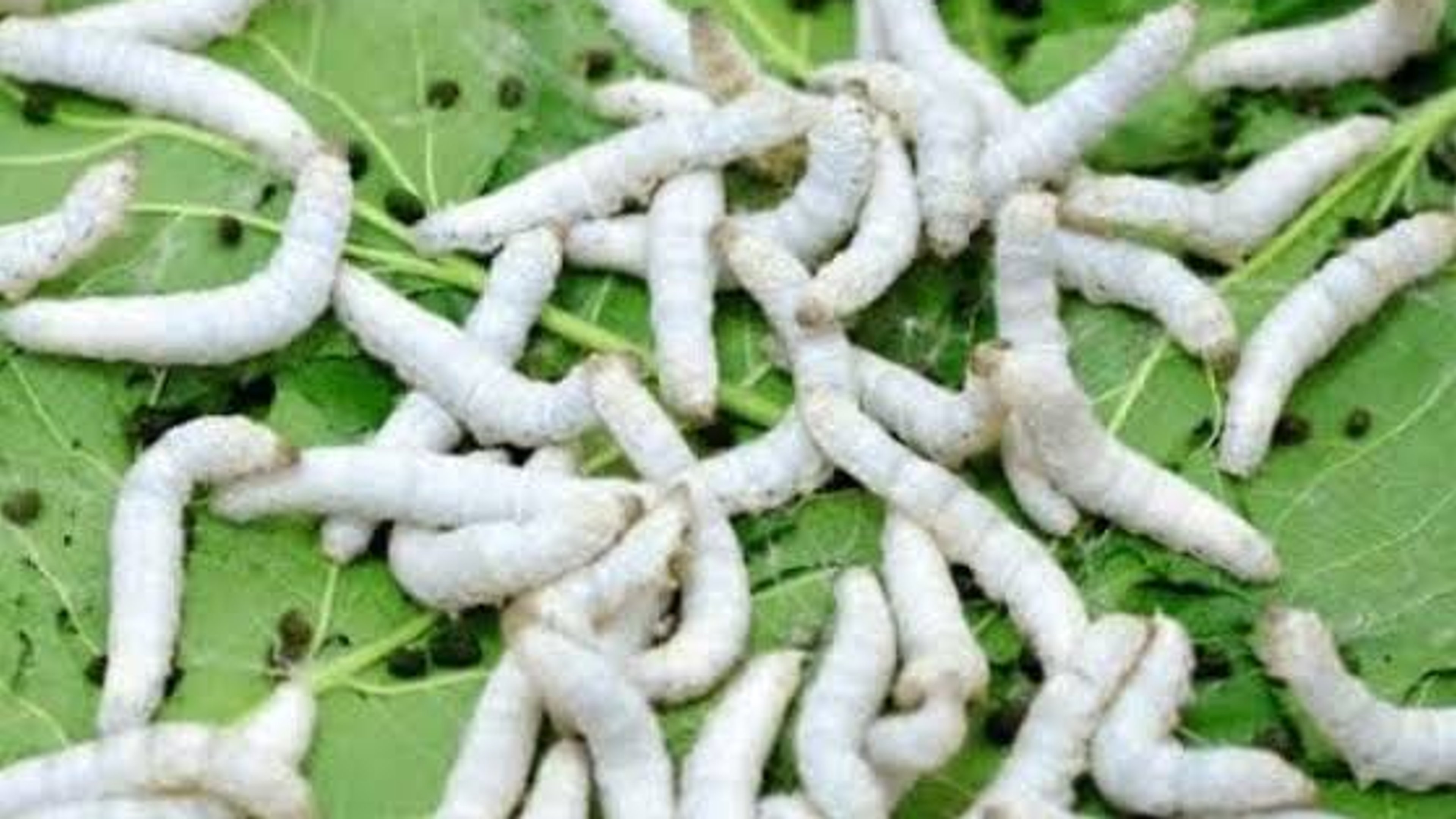 Why silk worm farming, hailed for quick profits, drastically lost its’ shine in Kenya
