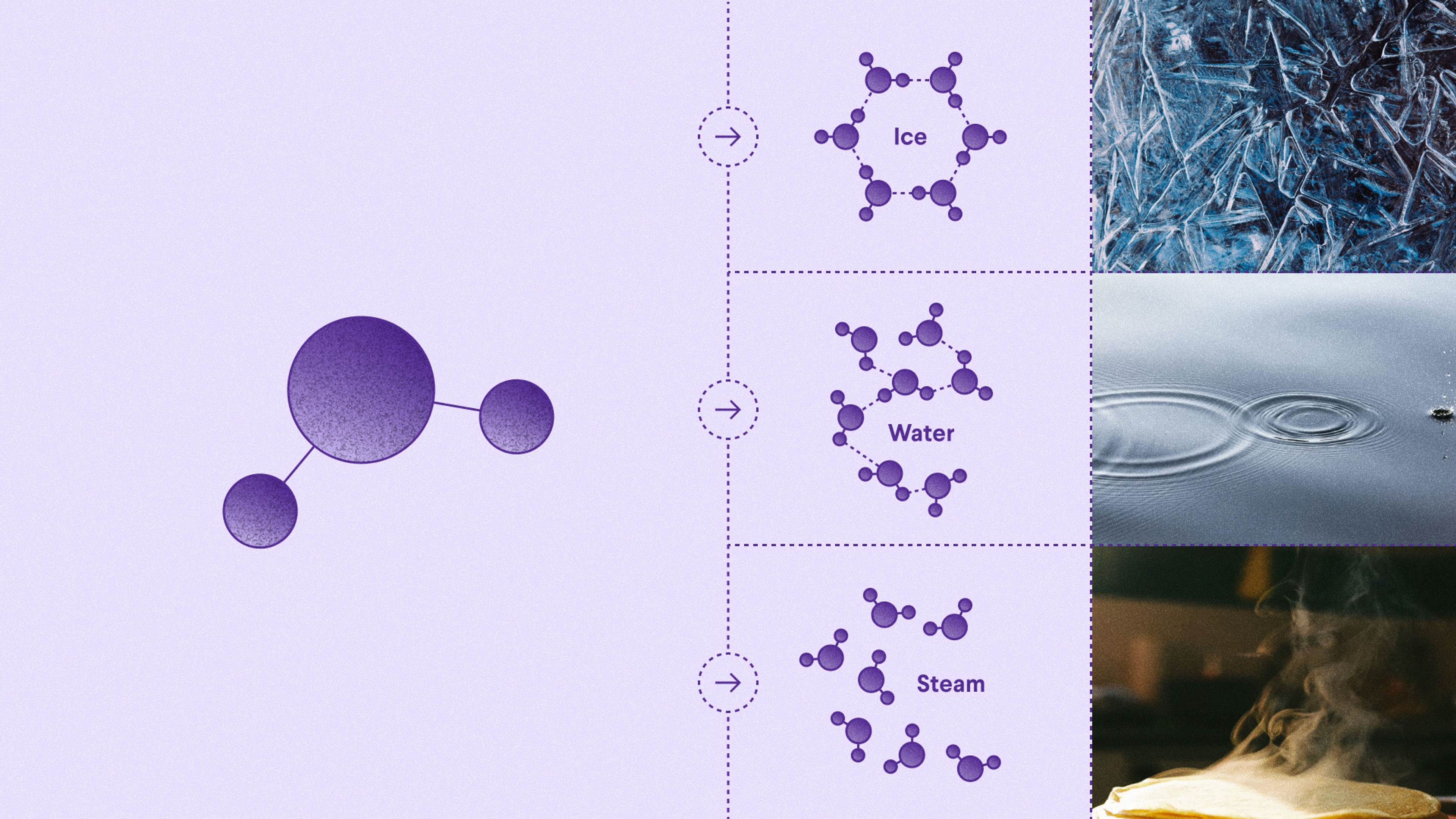 A water molecule represented as two hydrogen and one oxygen atoms ; water molecules expressed as solid (ice), liquid (water), and gas (steam).