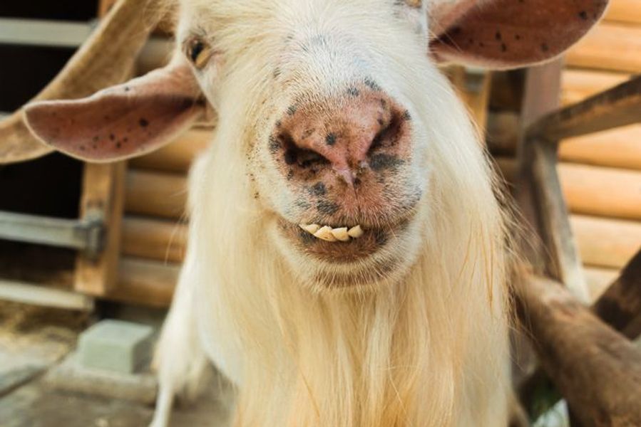 Bilde av Jørgen Martin Syvertsen