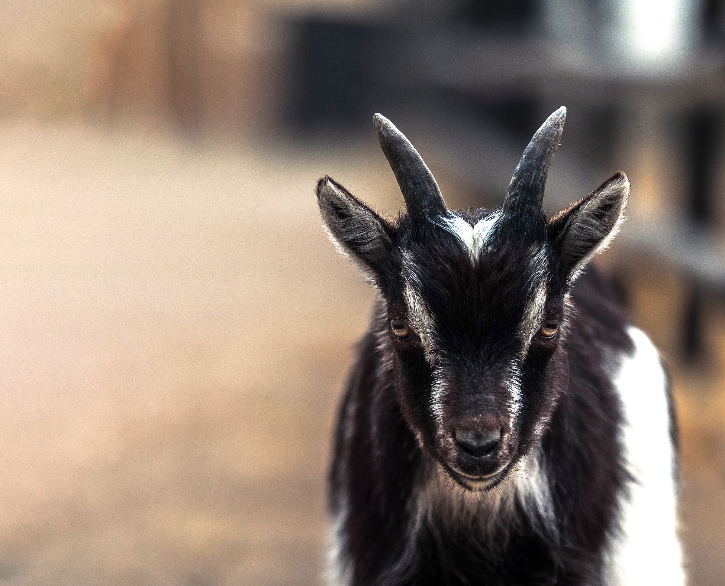 Camilla Haukenes Karud