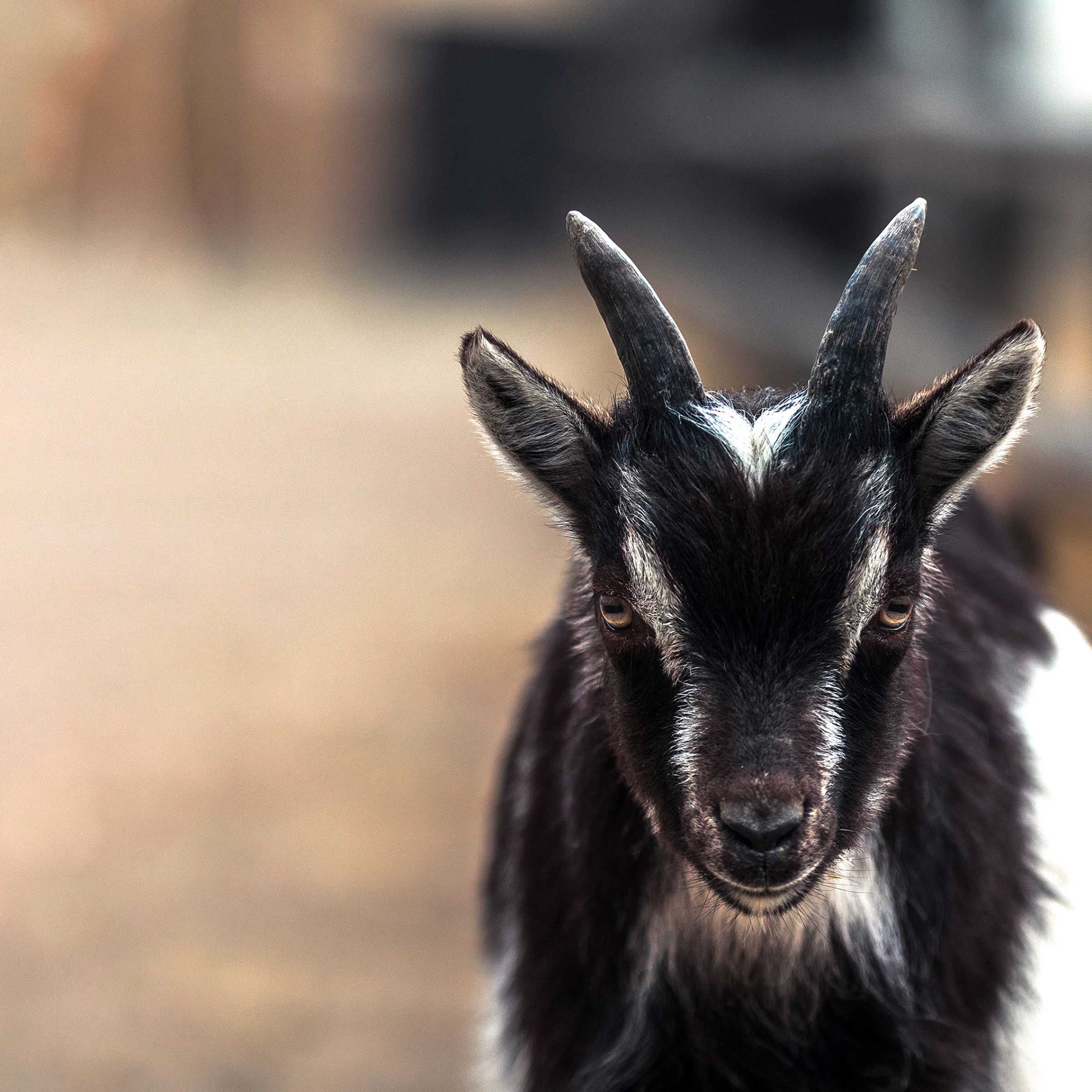 Camilla Haukenes Karud