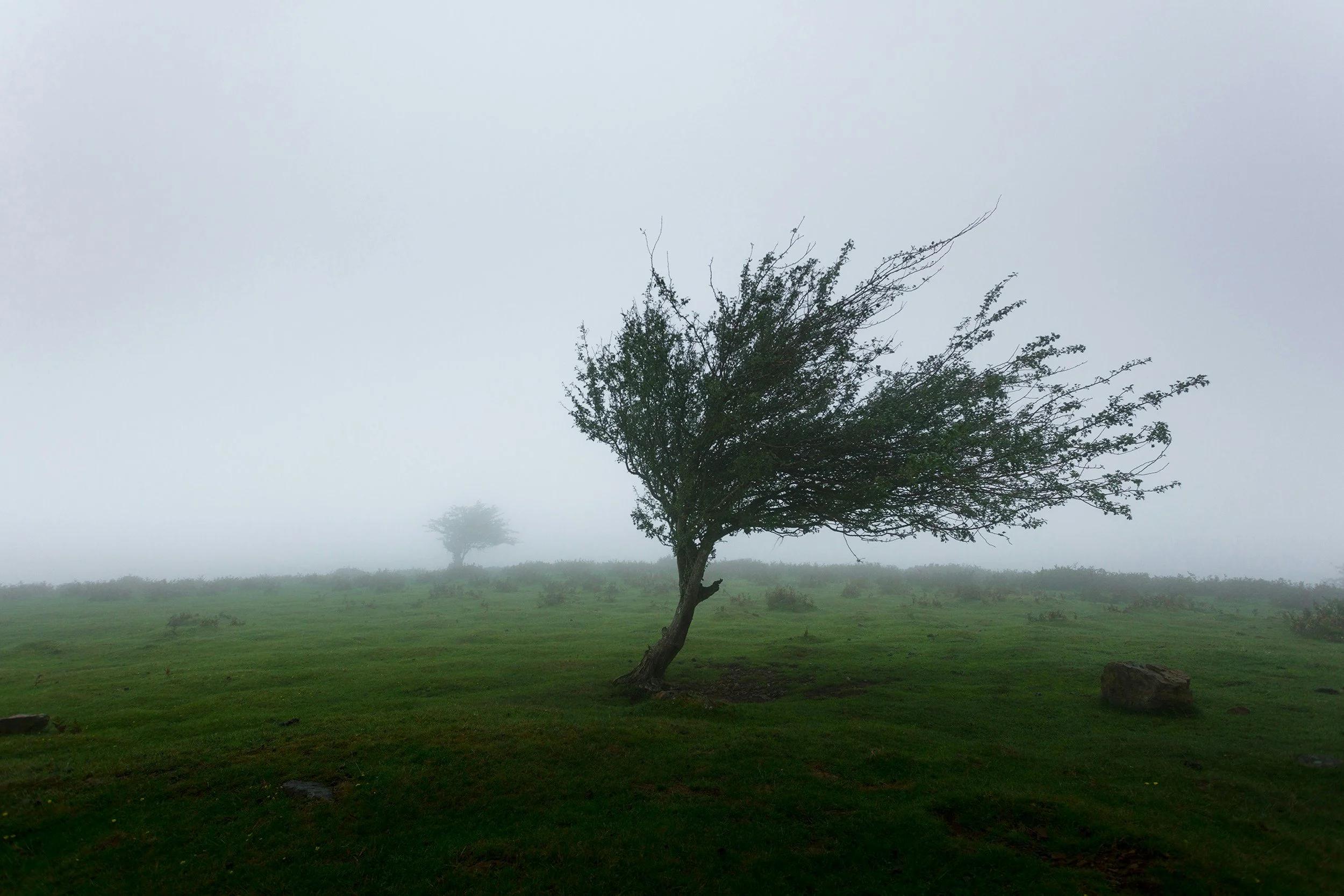 A windswept tree leaning across a misty green landscape.