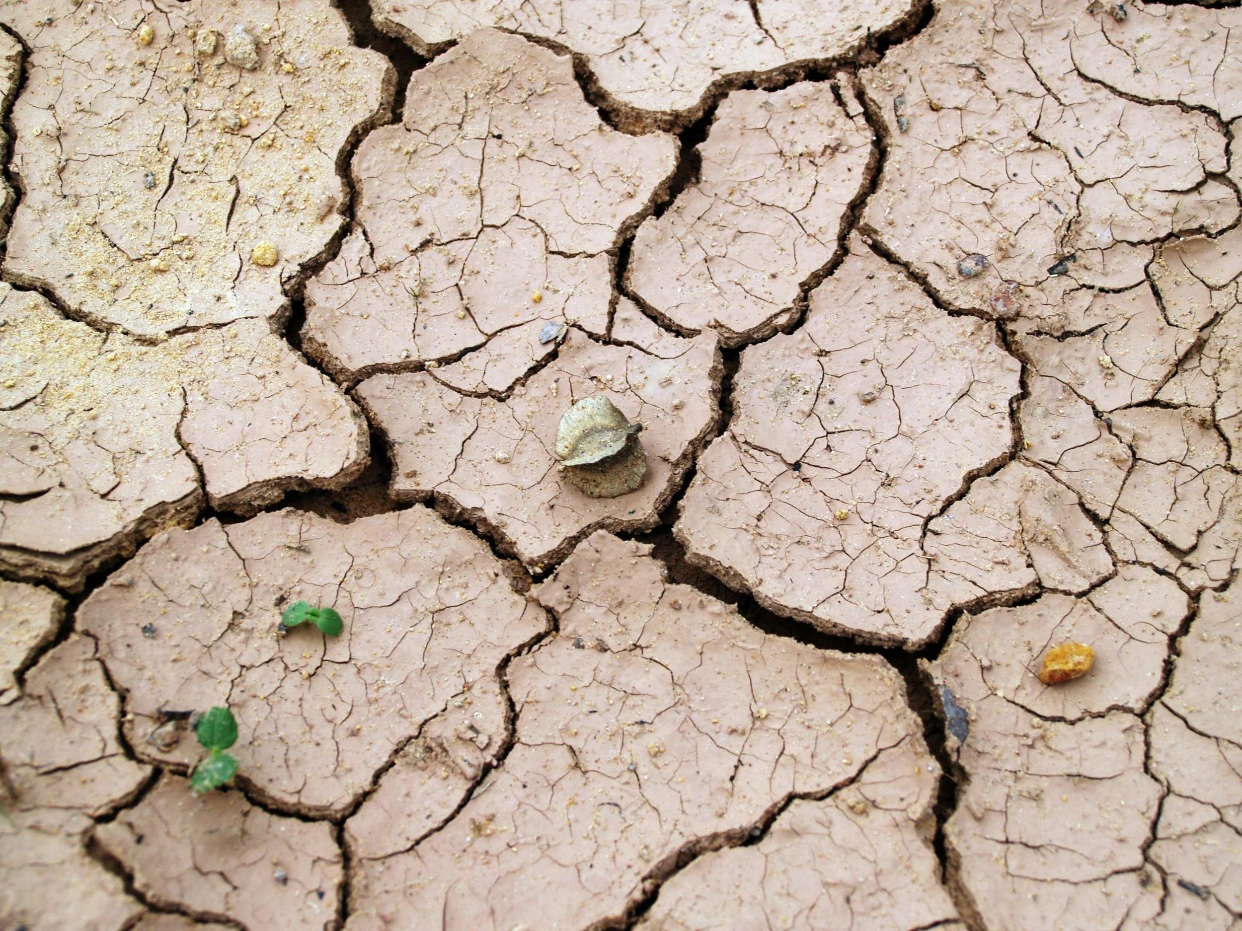 Dry, cracked earth with small green seedlings.