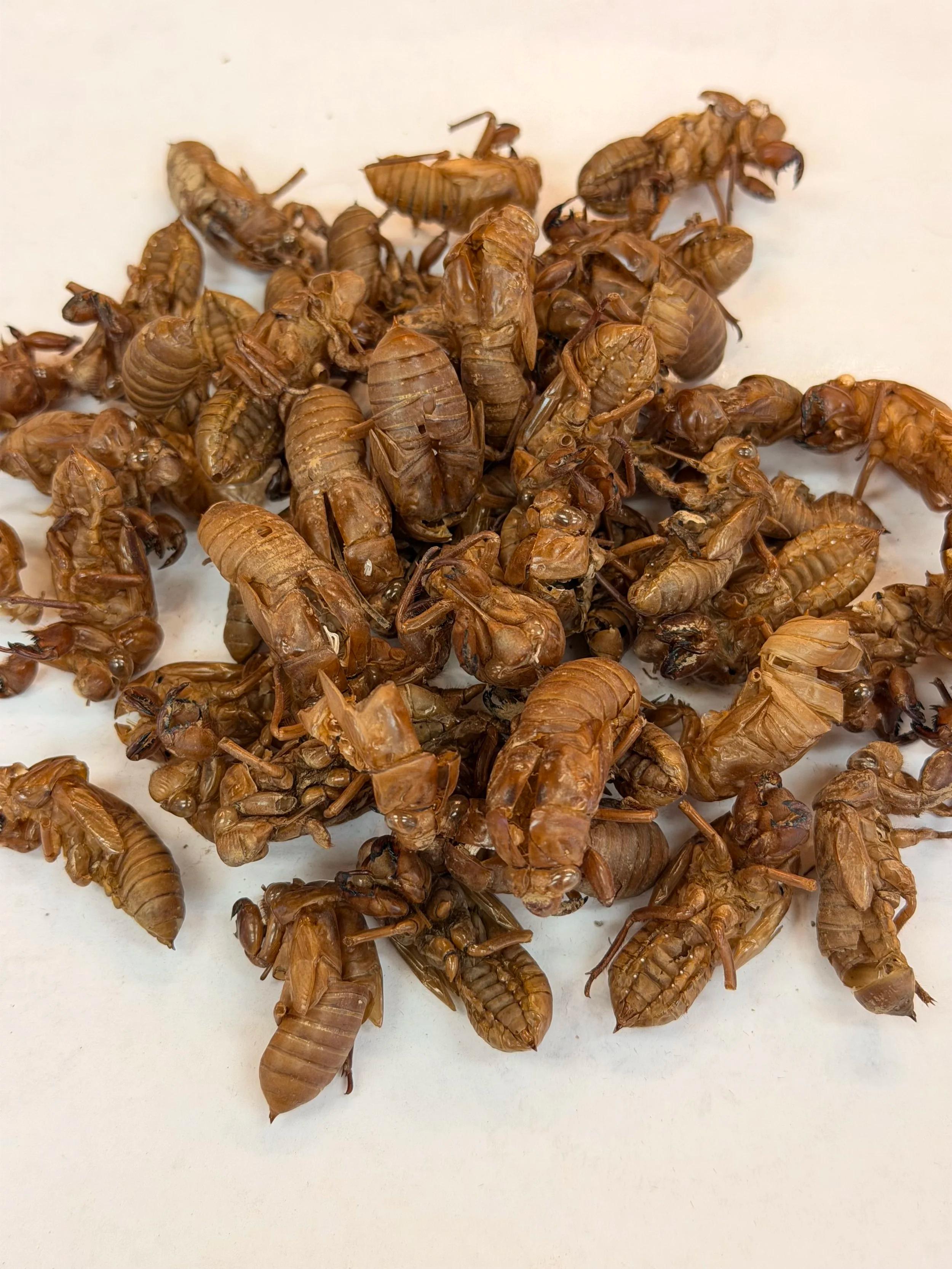 Chan Tui, the shed outer casings of cicadas, on a light surface.