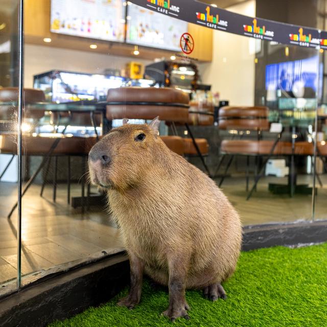 Capybara di area Animal.inc Cafe