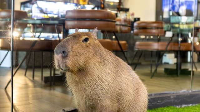 Capybara di area Animal.inc Cafe