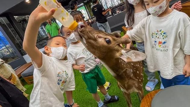 Anak-anak memberi makan rusa dalam sesi interaksi di Animal.inc Cafe