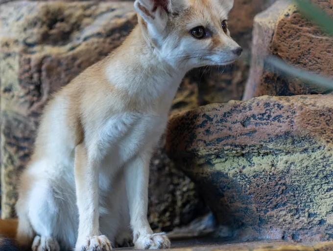 Nanuy, Fennec Fox at animal.inc