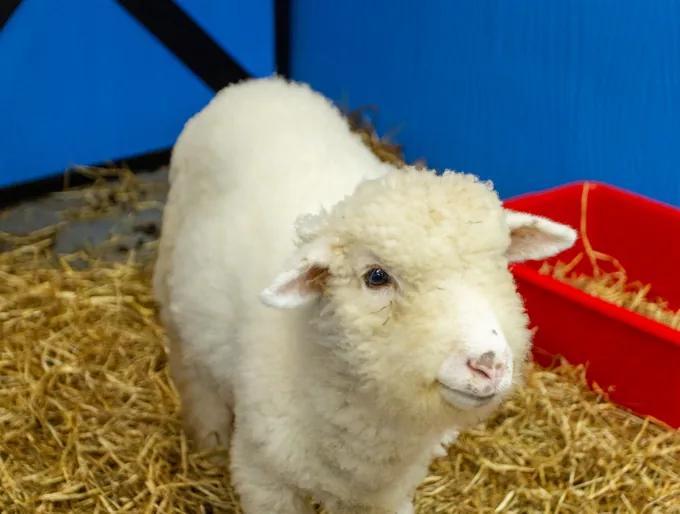 Wooly, Domba Merino at animal.inc