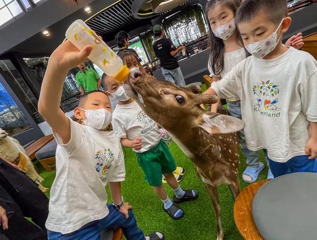 Pengunjung memberi makan hewan dari tangan