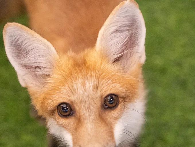 Rusty, Red Fox at animal.inc