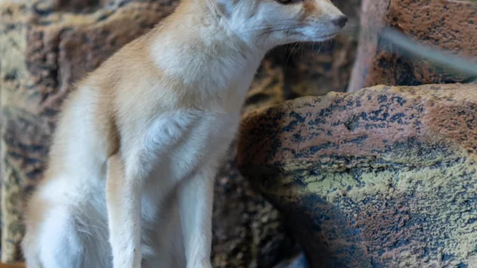 Dua anak fennec fox di ruang gurun animal.inc
