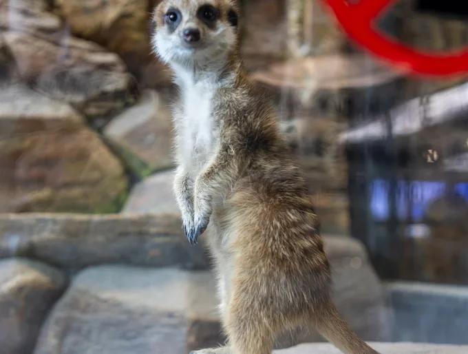 Suri, Meerkat at animal.inc