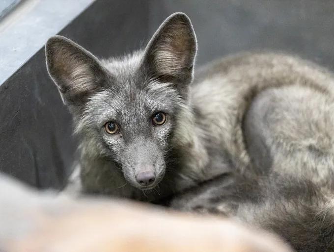 Shadow, Silver Fox at animal.inc