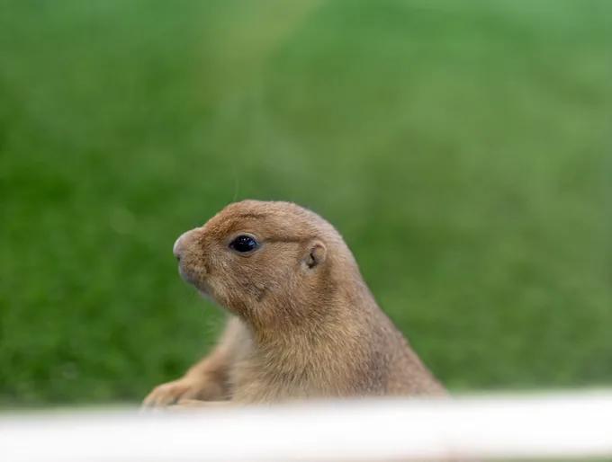Pipo, Prairie Dog at animal.inc