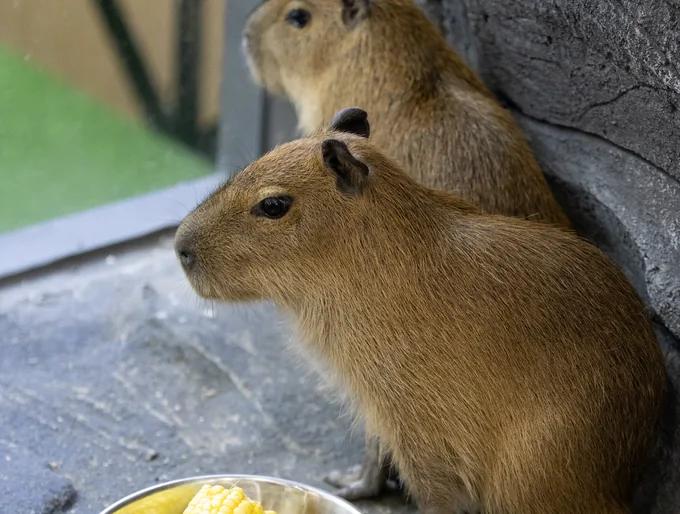 Michel, Capybara at animal.inc