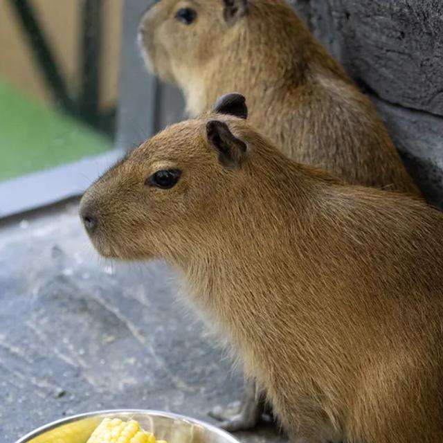 Michel, Capybara di animal.inc