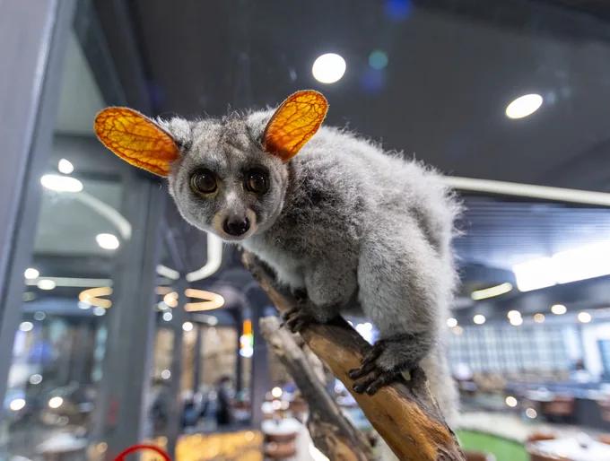 Momo, Raccoon at animal.inc