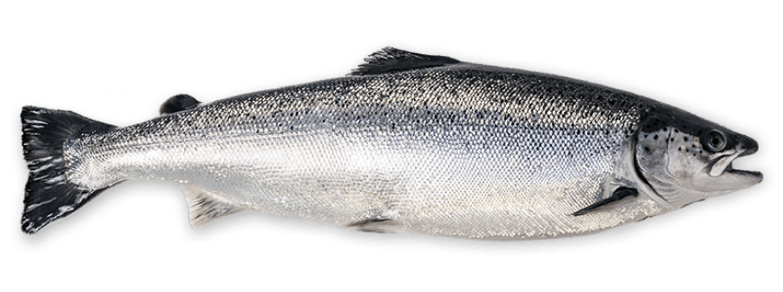 image of round fish trim