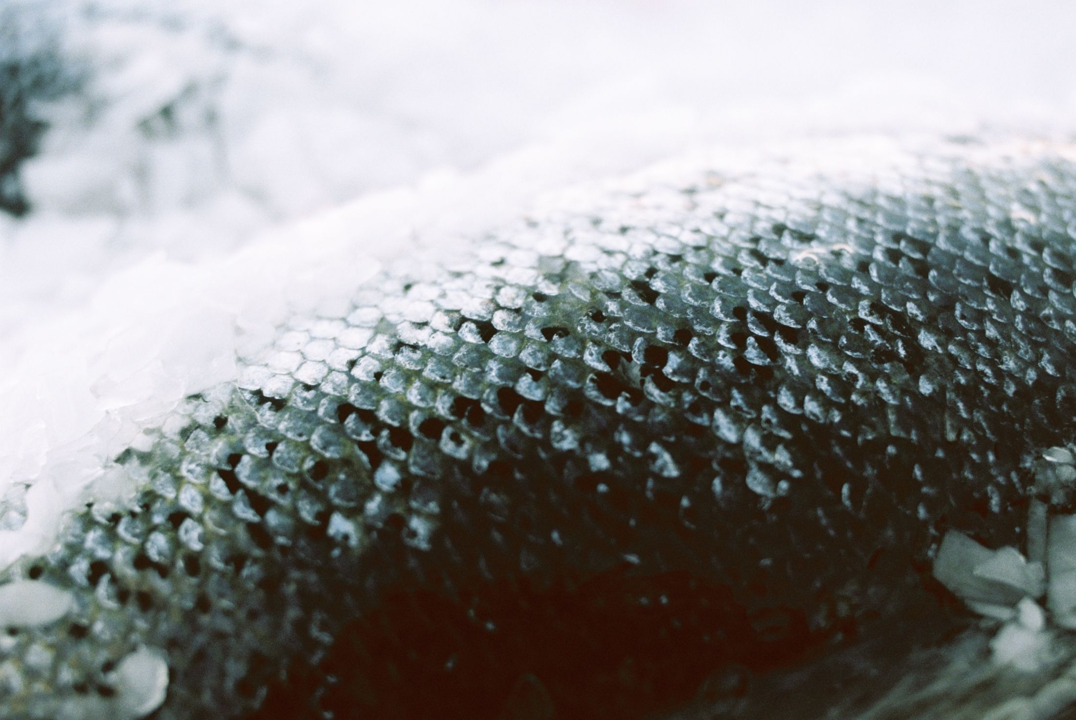 Detail image of salmon