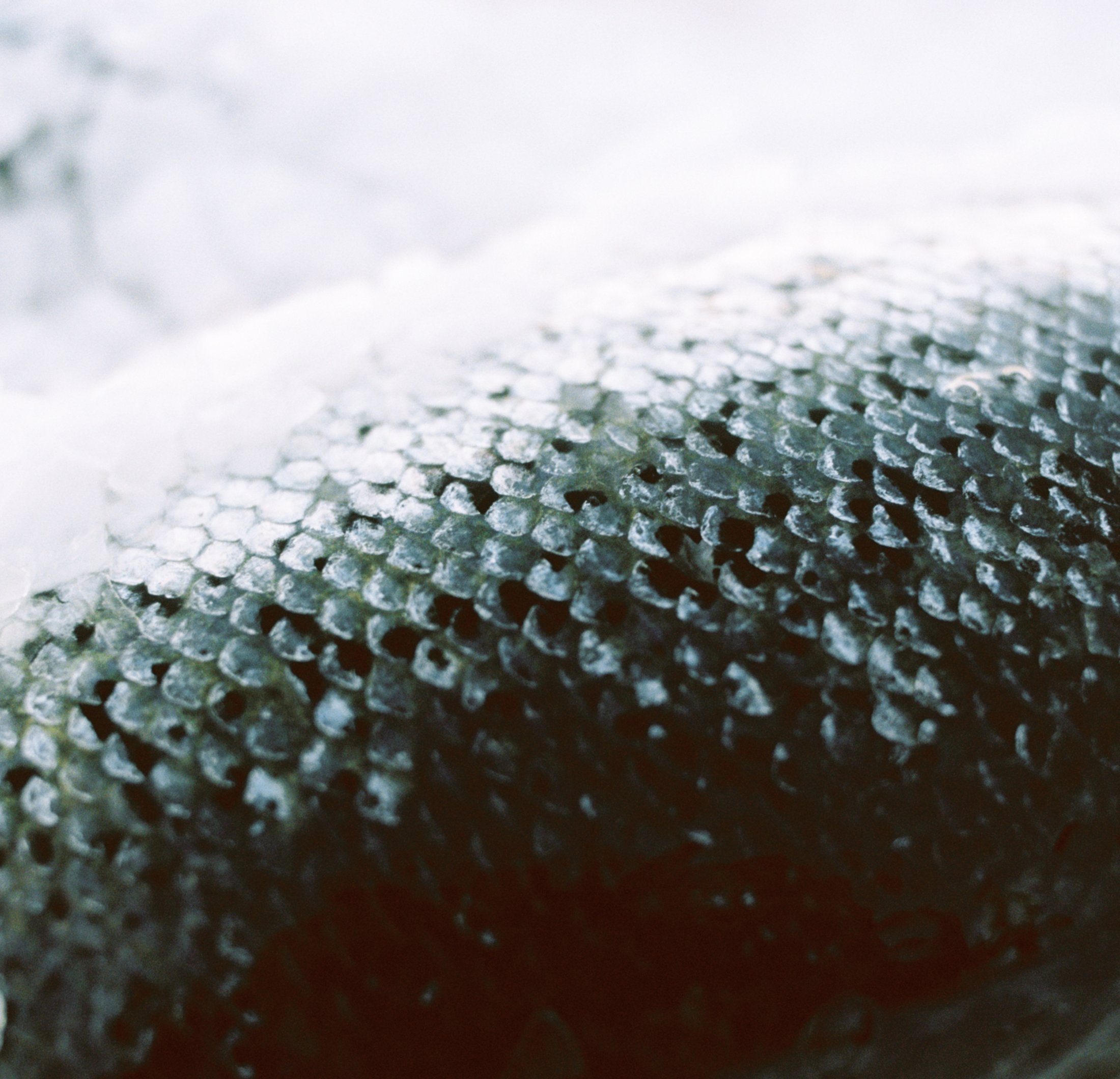 Detail image of salmon