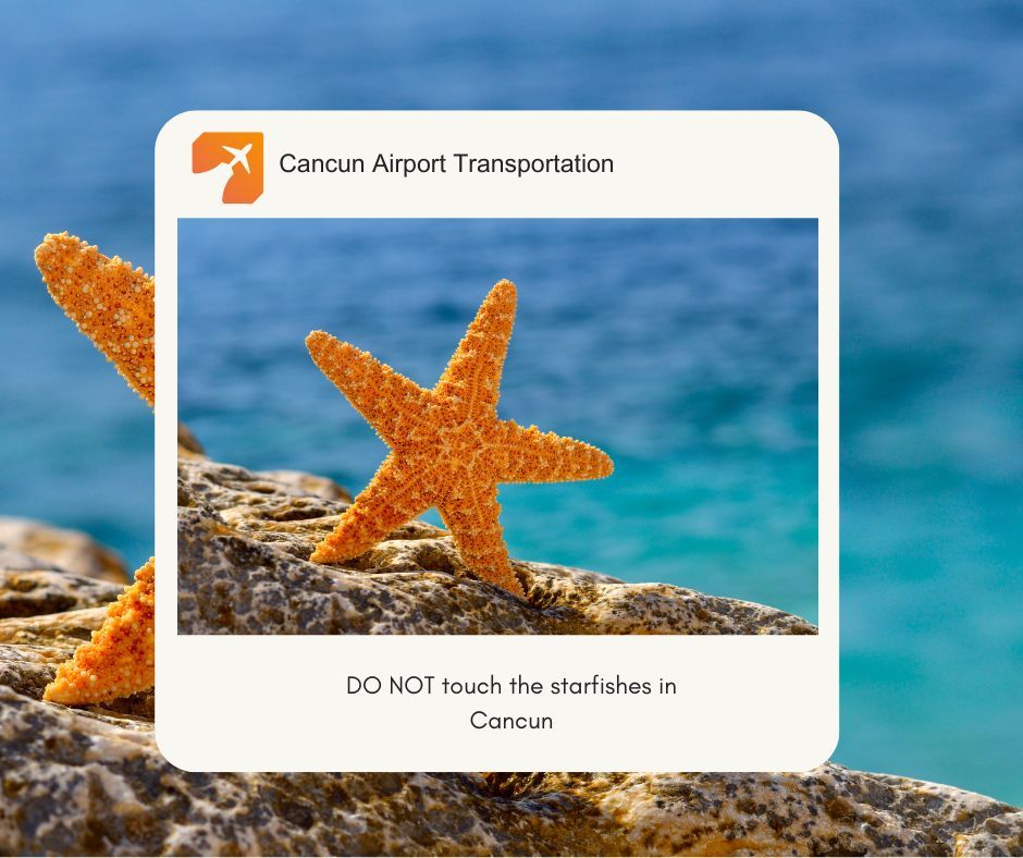 DO NOT touch starfishes in Cancun DO NOT touch starfishes in Cancun