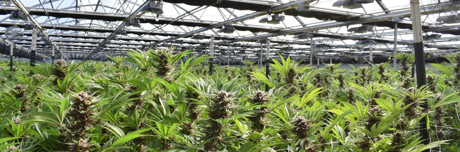 Cannabis - Industries We Serve - Dark Horse CPAs