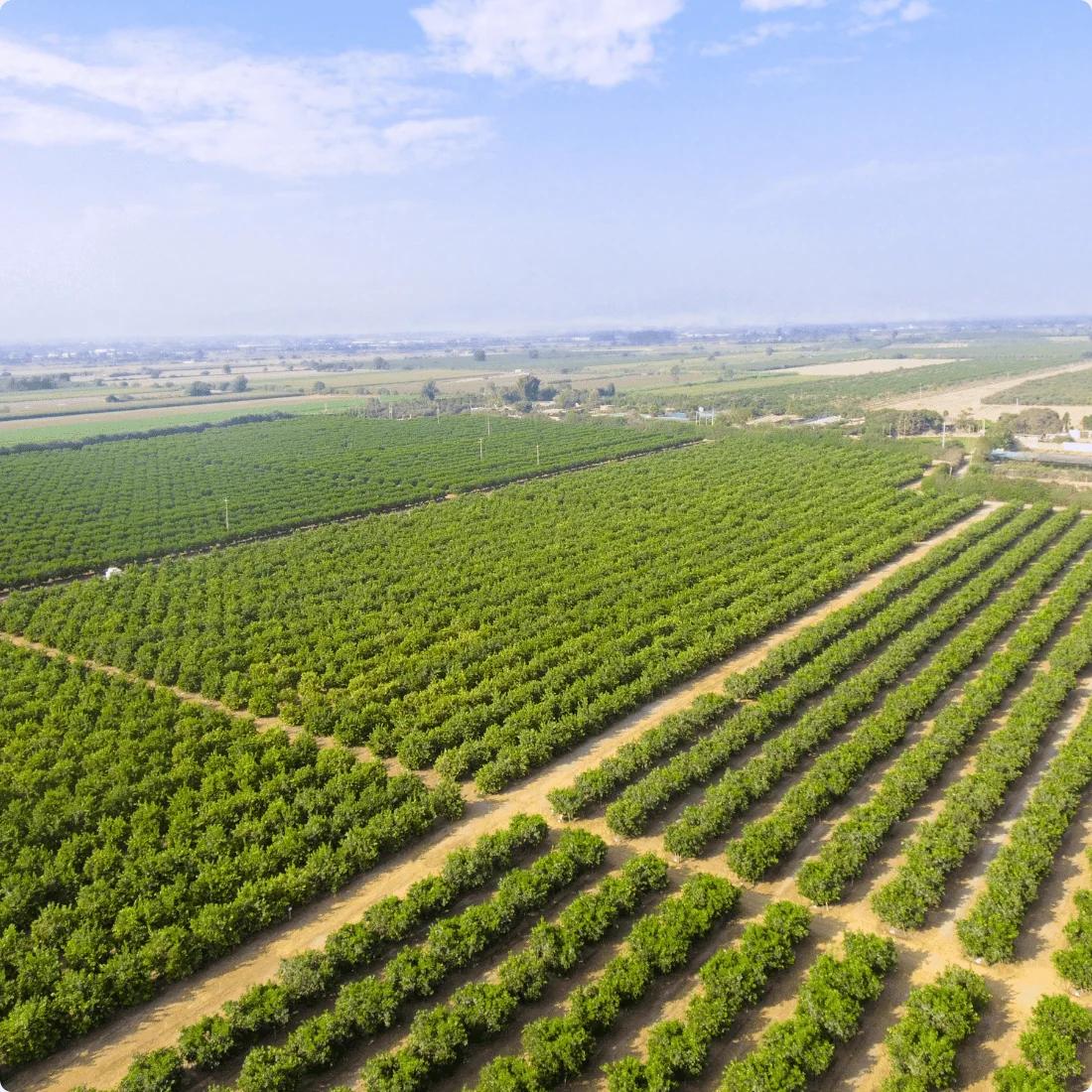 Agriculture