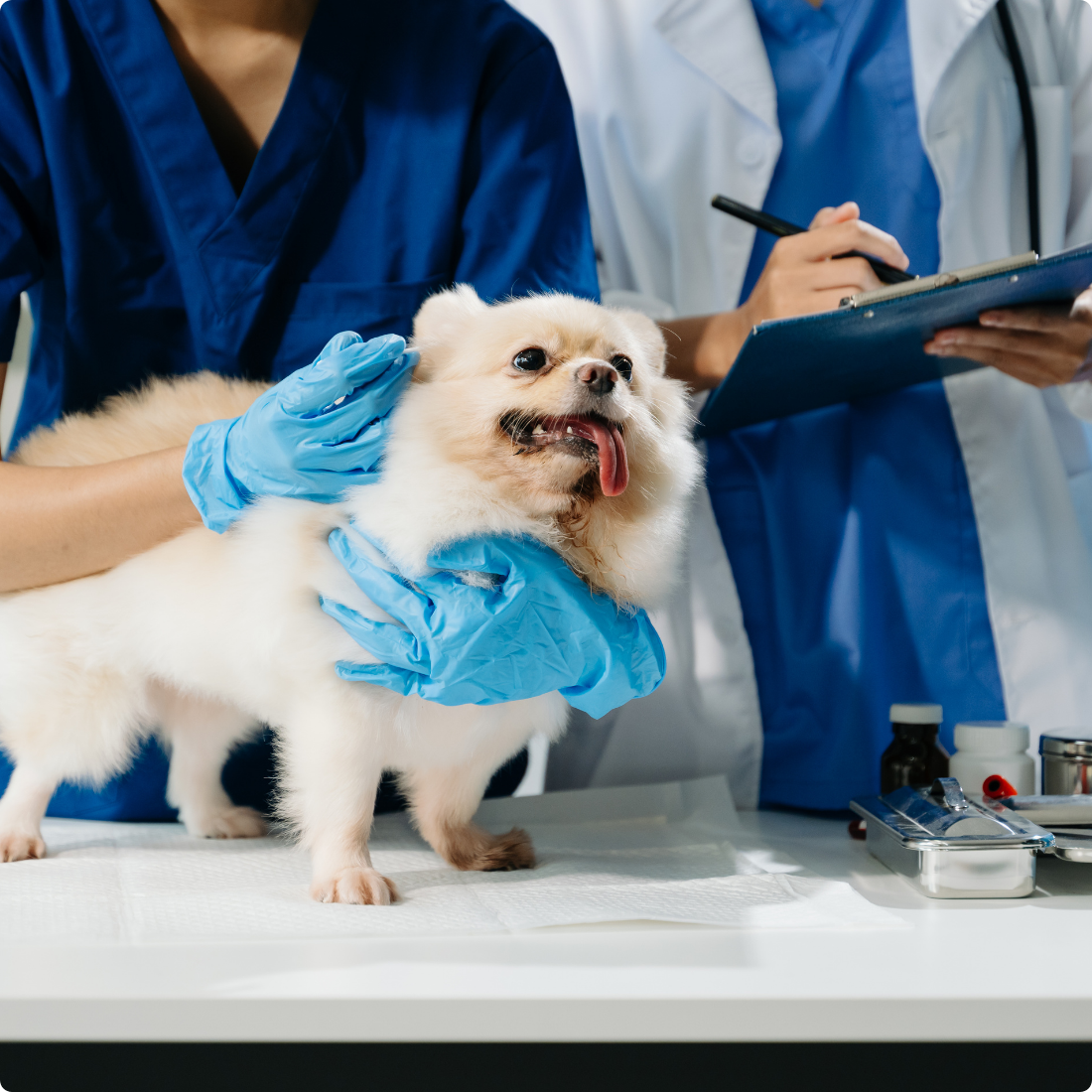 Veterinary Practices