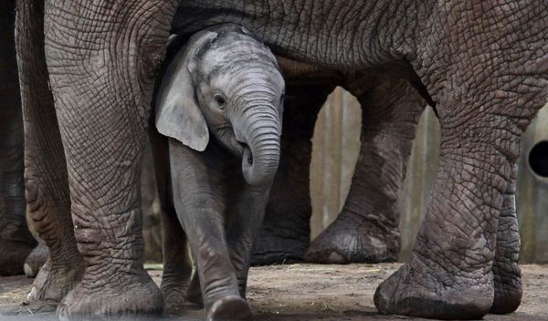 Image for Slonovi nisu ljudi