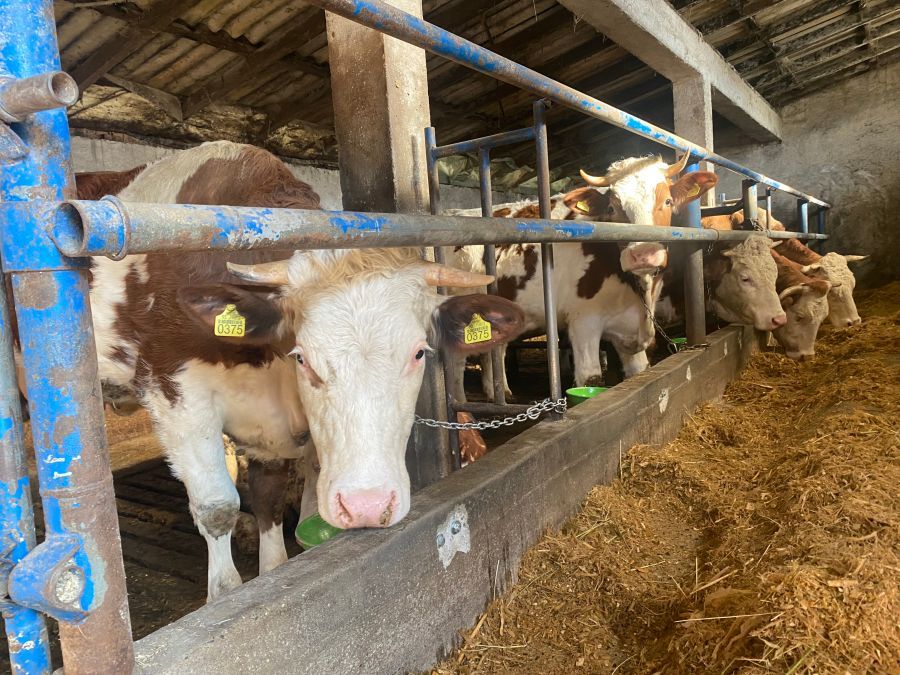 Image for Zakon o dobrobiti životinja