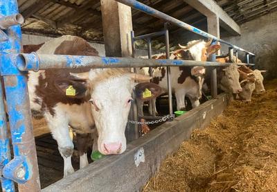 Image for Zakon o dobrobiti životinja